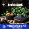 中国农科院研发｜羽衣甘蓝十黑粉（12种食材）+羽衣甘蓝薄脆（非油炸）组合装｜0蔗糖0香精｜独立包装 以黑养黑 健康零食 商品缩略图1