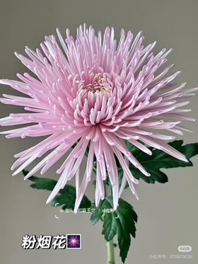 粉色烟花菊