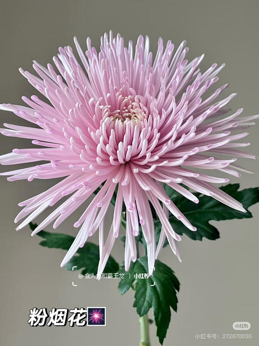 粉色烟花菊 商品图0