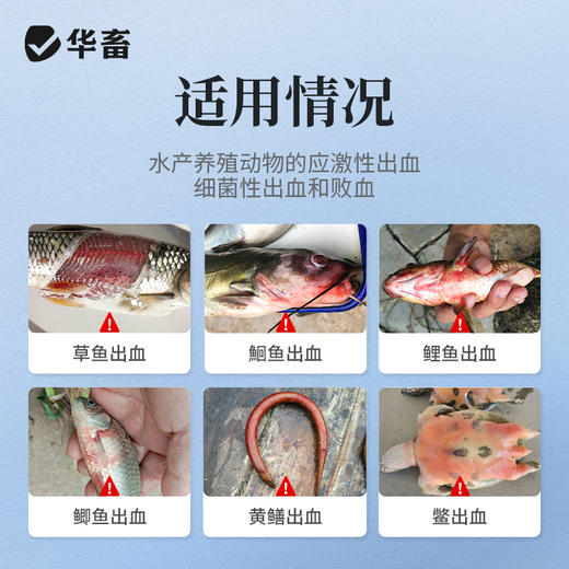 华畜水产用出血宁草鱼鲫鱼鮰鱼虾蟹 出血 败血通用 商品图1