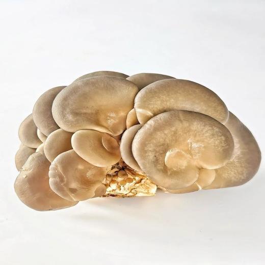 【ZCWJ】新鲜平菇蘑菇 商品图1