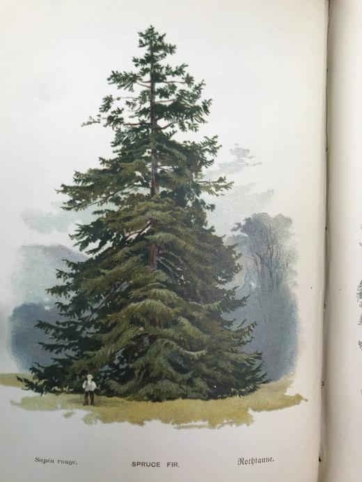 含藏书票！札尼斯朵夫工坊特装本！约1900年左右 常见树木图集（全2卷） 数十幅彩色版画插图 漆布精装32开 商品图7