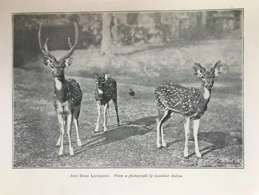 1906年 动物园生活 16幅插图 漆布精装32开 商品图9