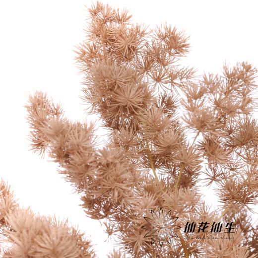 永生花材 | 蓬莱松咖色 商品图2