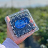 云南【高原花香蓝莓】蓝莓天花板，超好吃！稀有品种，香甜爽口，果味浓郁带花香，顶尖口感，99％吃过都会回购的高原蓝莓！ 商品缩略图9