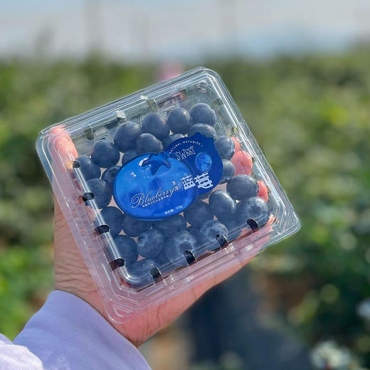 云南【高原花香蓝莓】蓝莓天花板，超好吃！稀有品种，香甜爽口，果味浓郁带花香，顶尖口感，99％吃过都会回购的高原蓝莓！ 商品图9