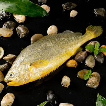 三都港 冷冻黄花鱼净重600g/2条装 宁德大黄鱼 海鱼 生鲜鱼类 海鲜水产 商品图4