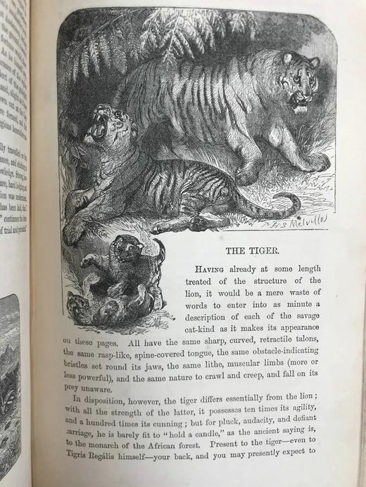 约19世纪后期 自然罗曼司 约百幅木版画插图 漆布精装大32开 商品图12