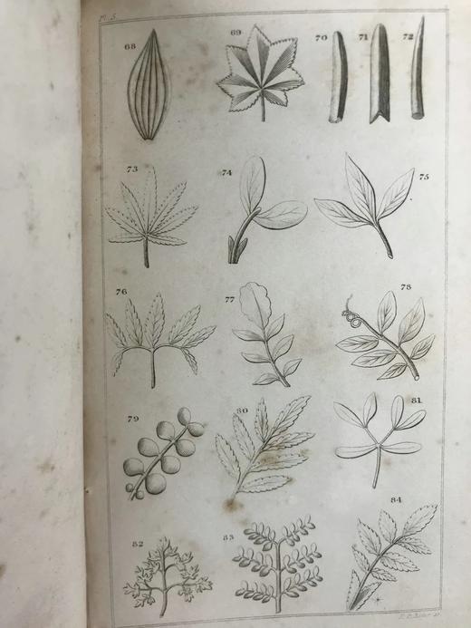 1833年 英国植物系统分类 10页版画插图 漆布精装32开 商品图8