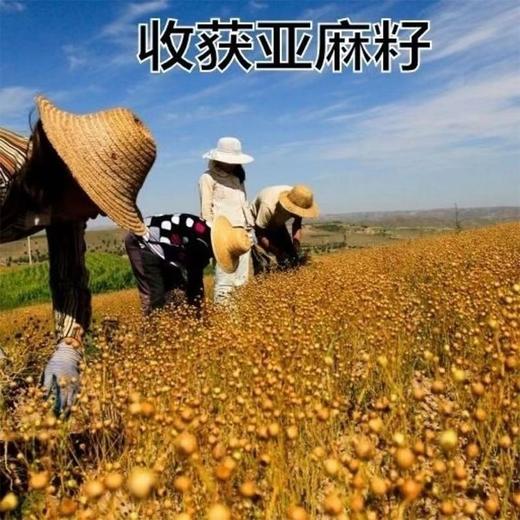 买1送1 有机亚麻籽粉250g/罐    A-5434 （效期26-10左右） 商品图2