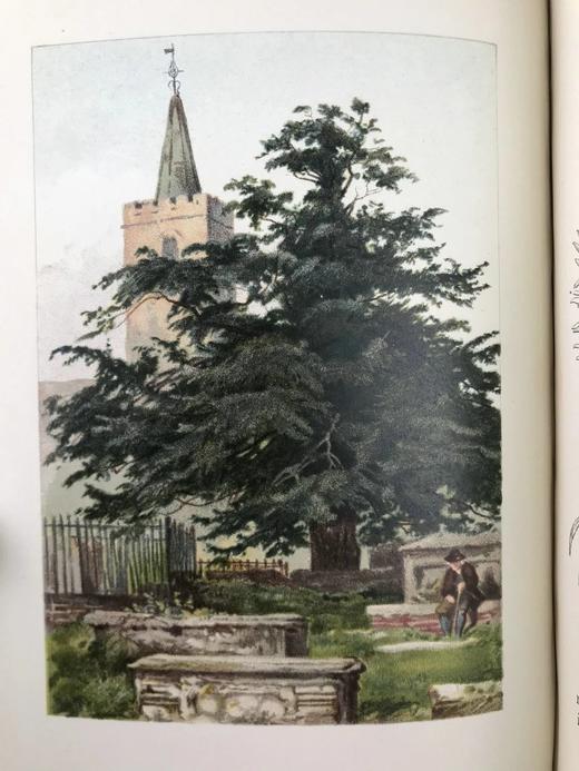 含藏书票！札尼斯朵夫工坊特装本！约1900年左右 常见树木图集（全2卷） 数十幅彩色版画插图 漆布精装32开 商品图11