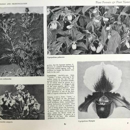 约20世纪早期 植物图鉴与名称（全2卷合订1册） 千余幅插图 精装16开 商品图14