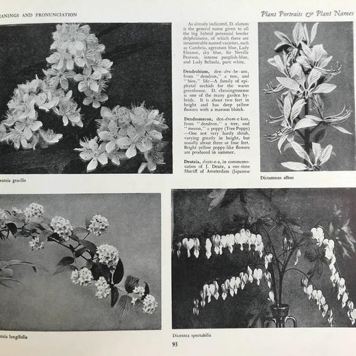 约20世纪早期 植物图鉴与名称（全2卷合订1册） 千余幅插图 精装16开 商品图13