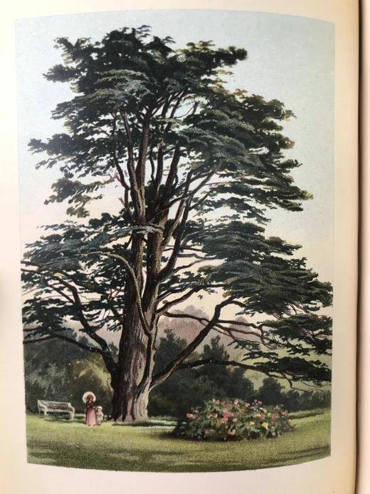 含藏书票！札尼斯朵夫工坊特装本！约1900年左右 常见树木图集（全2卷） 数十幅彩色版画插图 漆布精装32开 商品图13