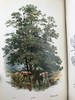 含藏书票！札尼斯朵夫工坊特装本！约1900年左右 常见树木图集（全2卷） 数十幅彩色版画插图 漆布精装32开 商品缩略图9