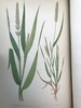 1871年 英国草本植物自然史 约74幅套色版画插图 漆布精装16开 商品缩略图14