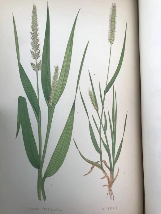 1871年 英国草本植物自然史 约74幅套色版画插图 漆布精装16开 商品图14