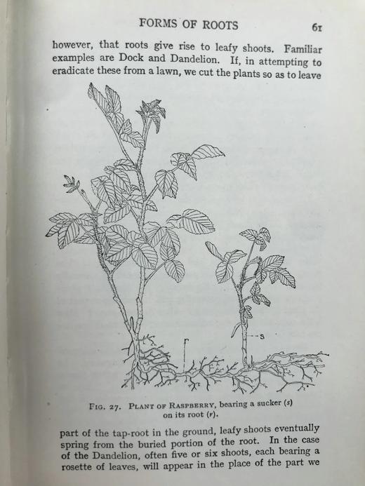 1930年 伍德黑德《植物研究》 数百幅插图 漆布精装32开 商品图12