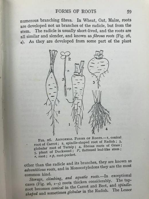 1930年 伍德黑德《植物研究》 数百幅插图 漆布精装32开 商品图13