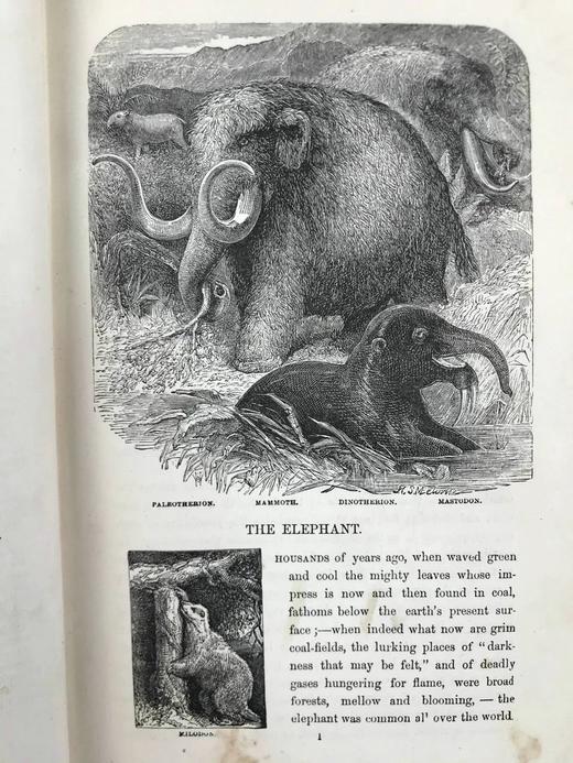 约19世纪后期 自然罗曼司 约百幅木版画插图 漆布精装大32开 商品图6