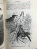 1899年 达尔文《人类的由来及性选择》 数十幅版画插图 漆布精装32开 商品缩略图9