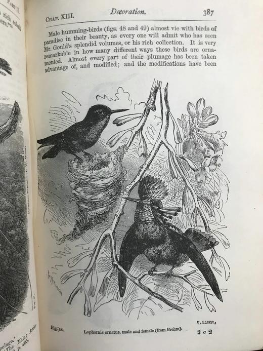 1899年 达尔文《人类的由来及性选择》 数十幅版画插图 漆布精装32开 商品图9