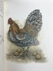 安德鲁·朗格《红色童话书》 16幅彩色插图 弗里欧书社函装本 商品缩略图13