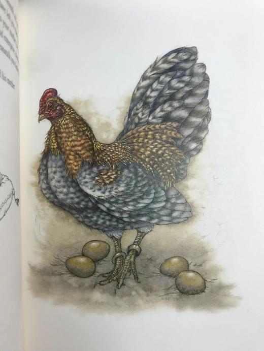 安德鲁·朗格《红色童话书》 16幅彩色插图 弗里欧书社函装本 商品图13