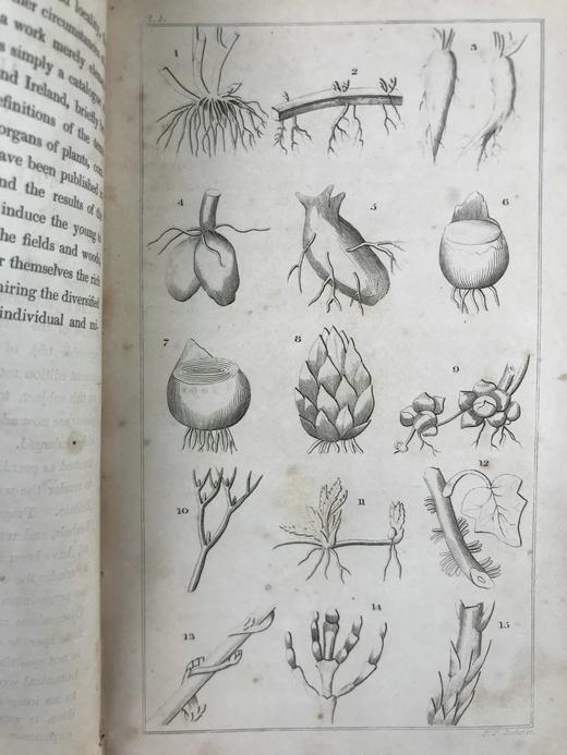 1833年 英国植物系统分类 10页版画插图 漆布精装32开 商品图4