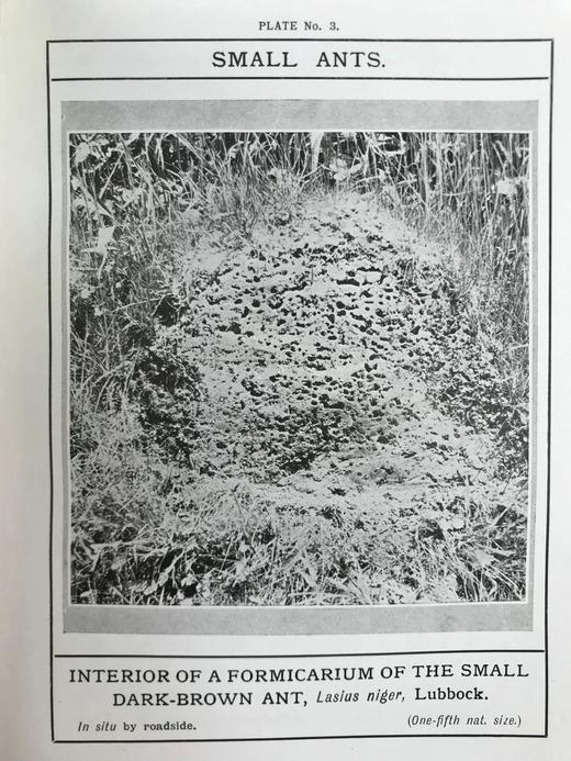 1910年 康诺尔德《自然之域拾珍》 26幅插图 真皮精装32开 商品图10