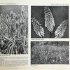 约20世纪早期 植物图鉴与名称（全2卷合订1册） 千余幅插图 精装16开 商品缩略图8