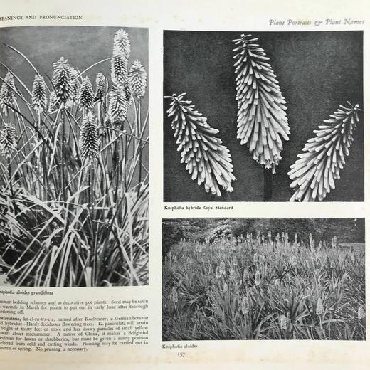 约20世纪早期 植物图鉴与名称（全2卷合订1册） 千余幅插图 精装16开 商品图8