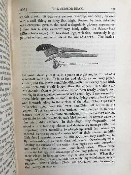 1889年 达尔文《比格尔号环球航行日记》 配插图 漆布精装32开 商品图8