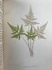 1881年 蕨类植物园艺指南 数十幅插图（含彩色） 漆布精装32开 商品缩略图11
