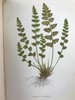 1881年 蕨类植物园艺指南 数十幅插图（含彩色） 漆布精装32开 商品缩略图10