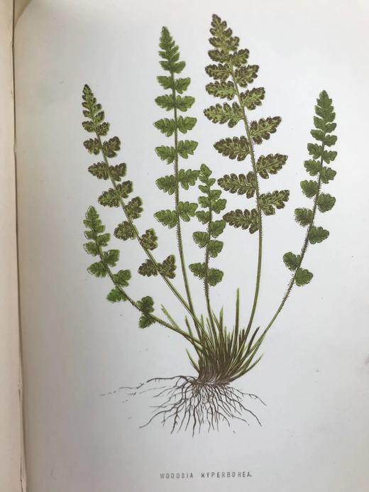1881年 蕨类植物园艺指南 数十幅插图（含彩色） 漆布精装32开 商品图10