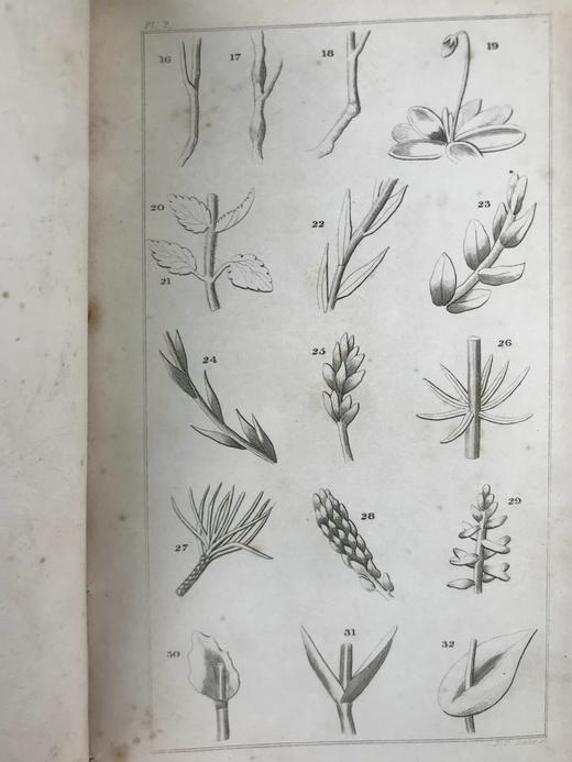 1833年 英国植物系统分类 10页版画插图 漆布精装32开 商品图5