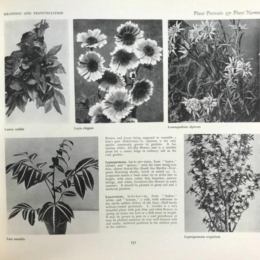 约20世纪早期 植物图鉴与名称（全2卷合订1册） 千余幅插图 精装16开 商品图6
