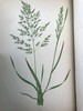 1871年 英国草本植物自然史 约74幅套色版画插图 漆布精装16开 商品缩略图9