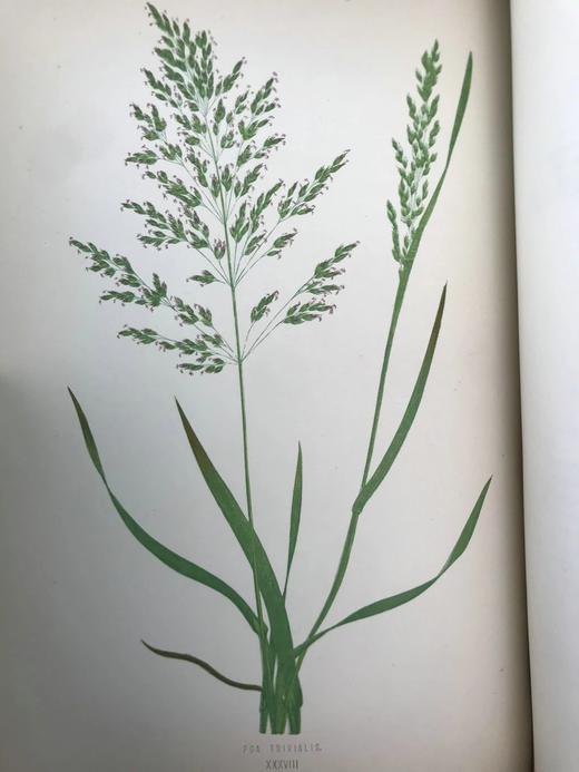 1871年 英国草本植物自然史 约74幅套色版画插图 漆布精装16开 商品图9