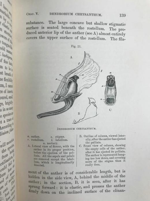 1904年 达尔文《兰花借助昆虫传粉的各种巧妙构造》 38幅木版画插图 漆布精装32开 商品图7