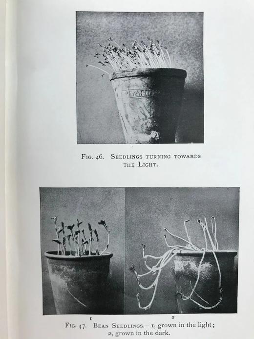 1930年 伍德黑德《植物研究》 数百幅插图 漆布精装32开 商品图9