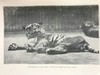 1906年 动物园生活 16幅插图 漆布精装32开 商品缩略图10