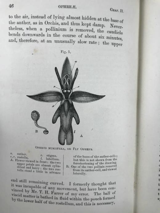 1904年 达尔文《兰花借助昆虫传粉的各种巧妙构造》 38幅木版画插图 漆布精装32开 商品图13