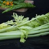 桂河芹菜  青菜辅料 广州蔬菜新鲜配送 300g 商品缩略图2