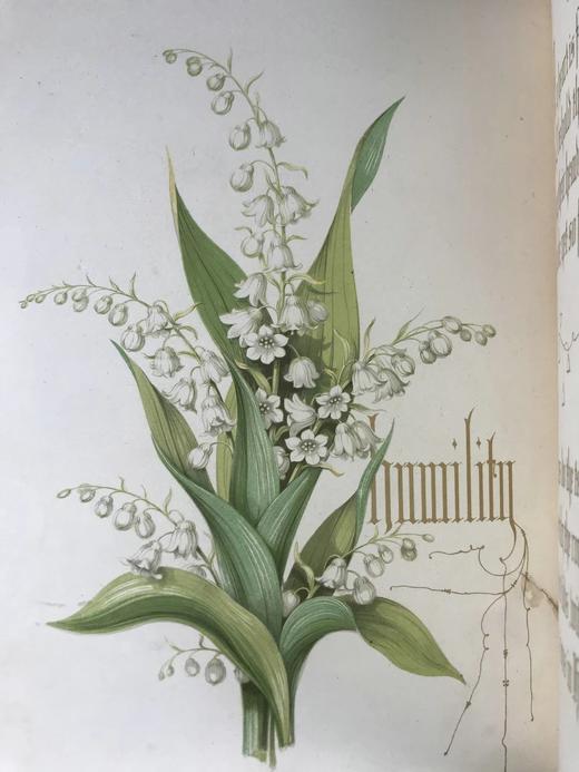 1848年 欧文琼斯 花朵与它们的千思万绪 10余幅精美套色版画 皮革浮雕艺术装帧精装16开 商品图8