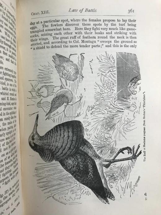 1899年 达尔文《人类的由来及性选择》 数十幅版画插图 漆布精装32开 商品图14