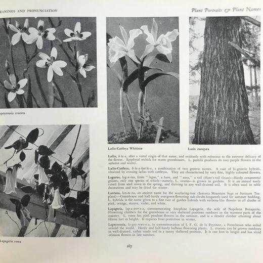 约20世纪早期 植物图鉴与名称（全2卷合订1册） 千余幅插图 精装16开 商品图7