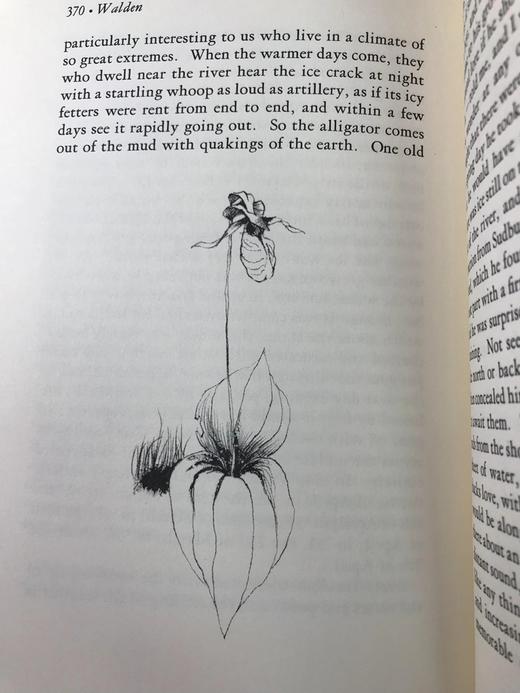 限量版！亨利・戴维・梭罗《瓦尔登湖》 配插图 富兰克林图书馆豪华皮装本 商品图6