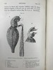 1904年 达尔文《兰花借助昆虫传粉的各种巧妙构造》 38幅木版画插图 漆布精装32开 商品缩略图9